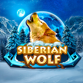 Siberian Wolf